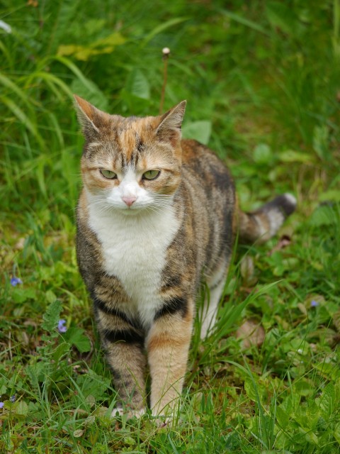 a cat that is walking in the grass