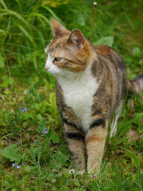 a cat standing in a field of grass