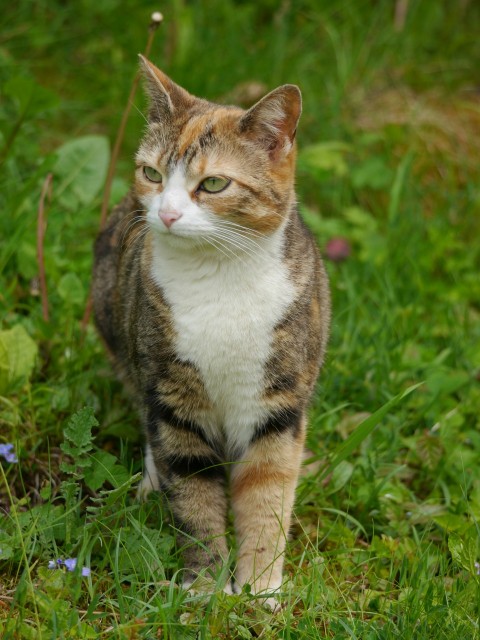 a cat standing in the grass looking at the camera