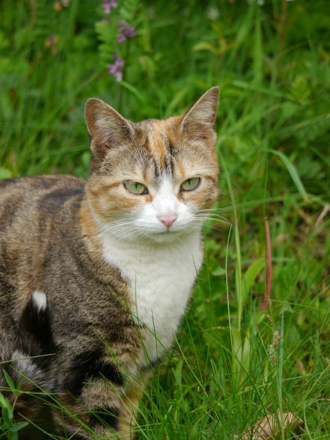 a cat standing in a field of tall grass