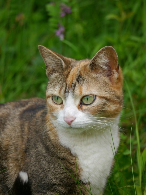 a cat sitting in a field of tall grass