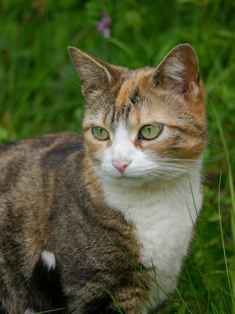 a cat sitting in the grass looking at the camera