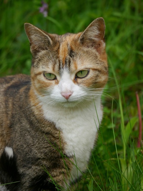 a cat standing in the grass looking at the camera