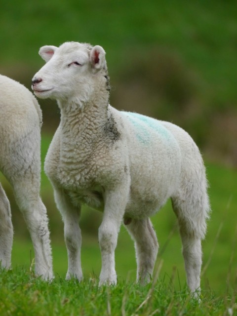 a couple of sheep standing on top of a lush green field A