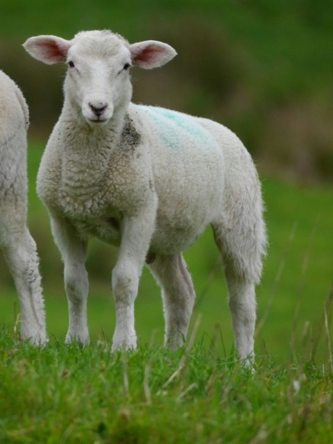 a couple of sheep standing on top of a lush green field