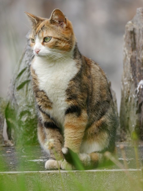 a cat that is sitting on the ground