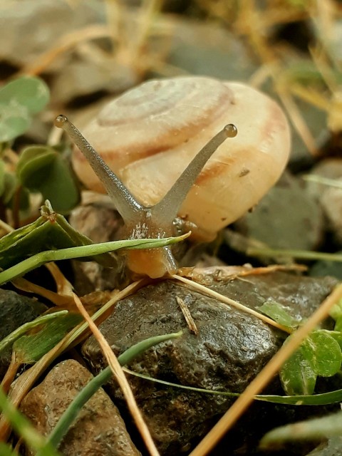 a snail crawling on a rock in the grass