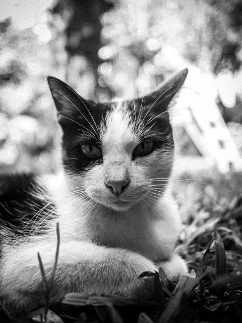 a black and white cat laying in the grass