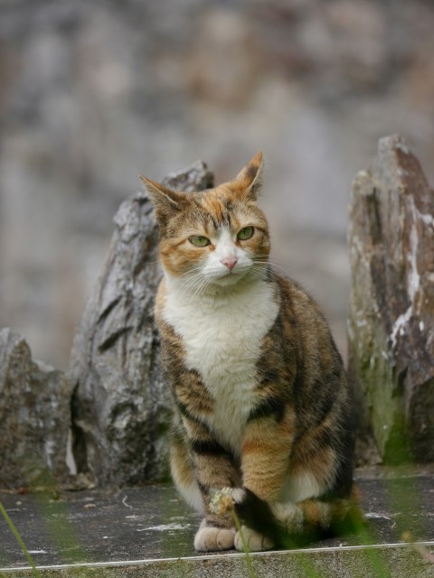 a cat that is sitting on a ledge