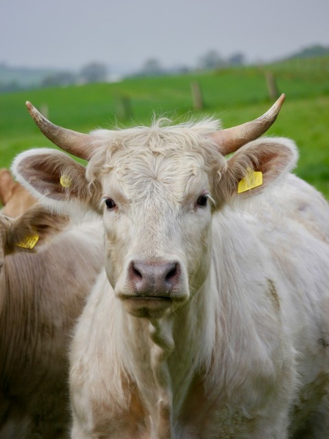 a herd of cattle standing on top of a lush green field