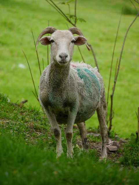 a sheep standing on a lush green hillside