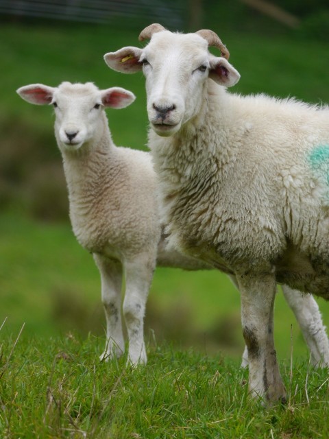 a couple of sheep standing on top of a lush green field