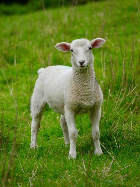 a small lamb standing in a grassy field