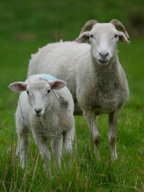 a couple of sheep standing on top of a lush green field QX1JzX