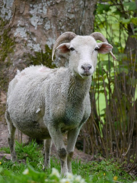 a sheep standing in the grass next to a tree