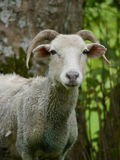 a close up of a sheep near a tree