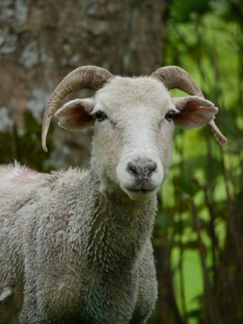 a sheep with long horns standing in the grass