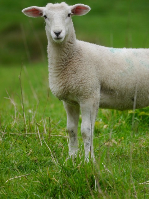 a white sheep standing in a grassy field