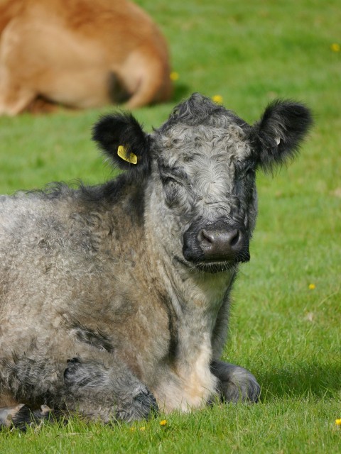 a cow laying down in a field of grass