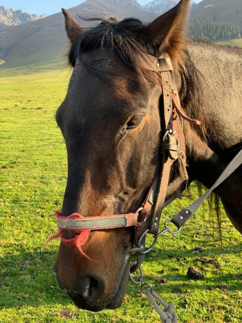 a brown horse standing on top of a lush green field