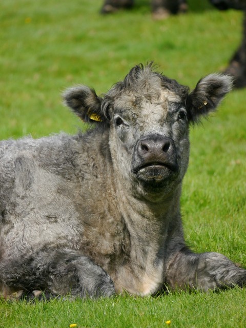 a gray cow laying on top of a lush green field