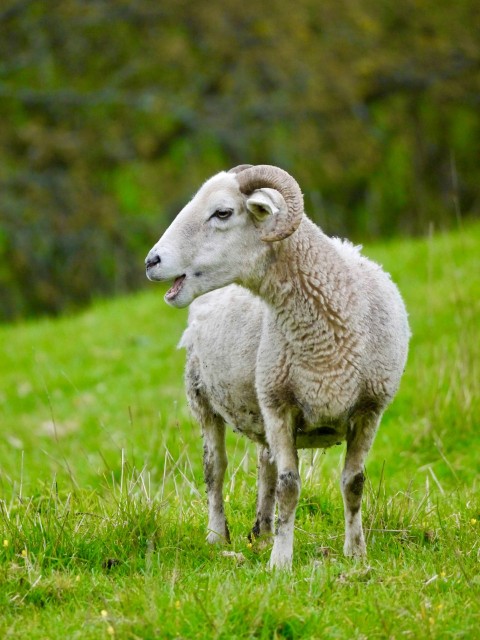 a couple of sheep standing on top of a lush green field