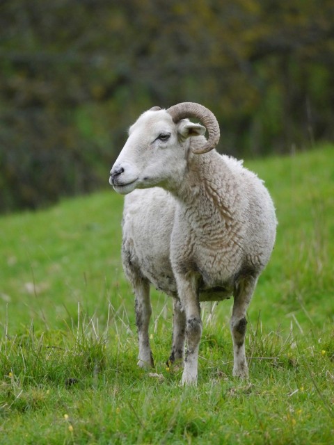 a sheep standing in a grassy field with trees in the background