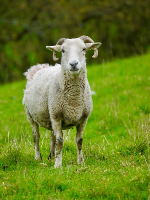 a sheep standing on a lush green field