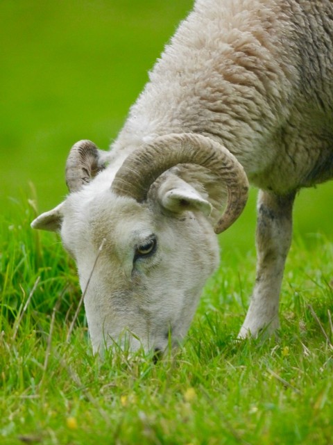 a sheep grazing on grass in a field