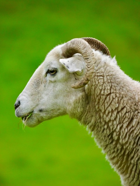 a close up of a sheep with a green background  bLG