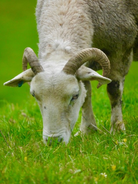 a goat with horns grazing in a grassy field