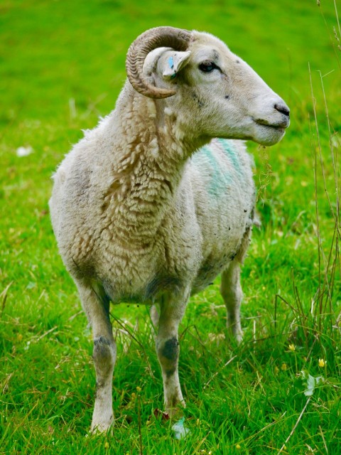 a sheep standing on a lush green field