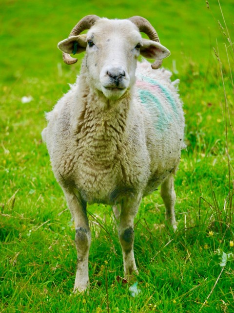 a sheep standing on a lush green field