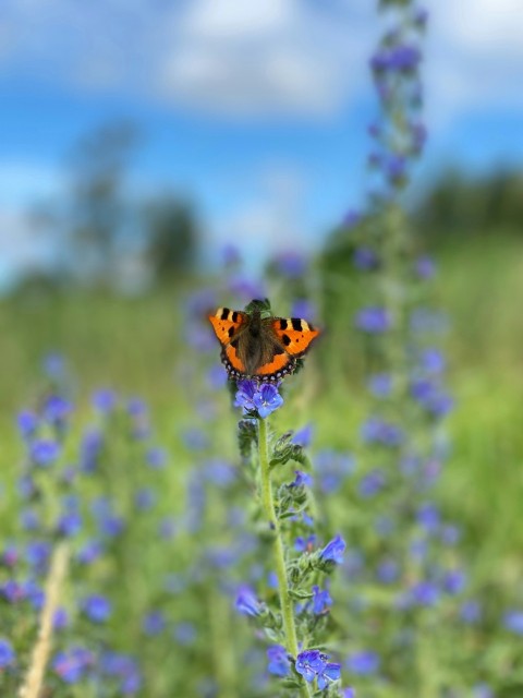 a butterfly sitting on top of a purple flower