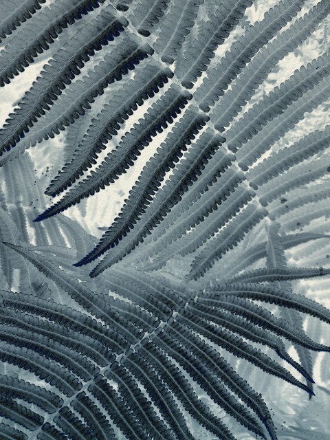 a close up of a leaf in the snow