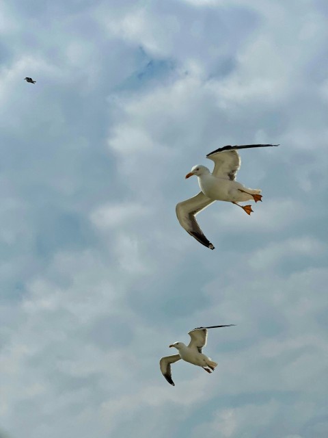 a flock of seagulls flying through a cloudy sky