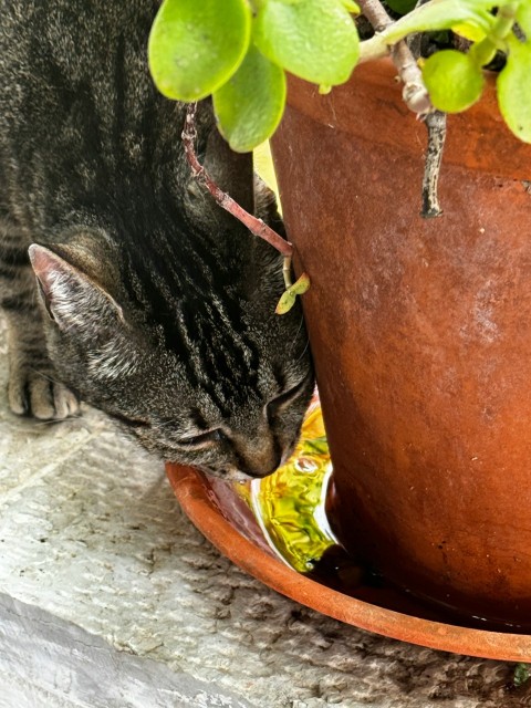 a cat sniffing a potted plant on a ledge