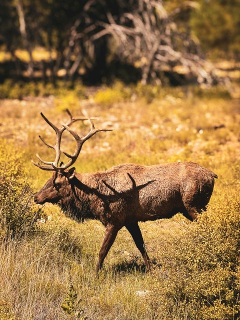 a large elk walking through a grass covered field