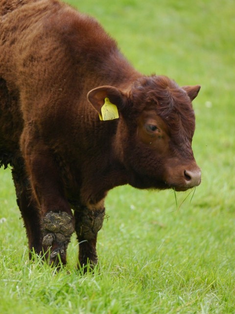 a brown cow standing on top of a lush green field