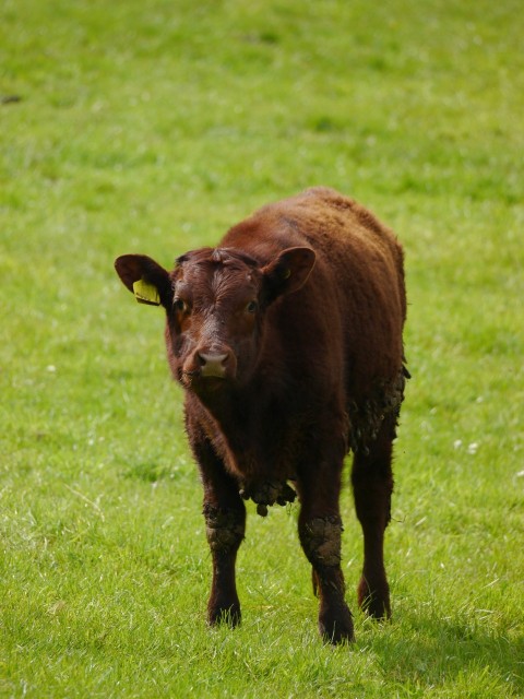 a brown cow standing on top of a lush green field dZCQsW