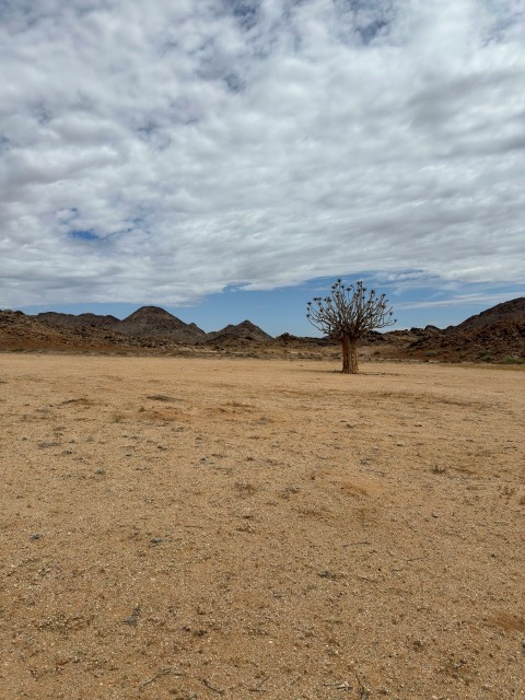 a lone tree in the middle of a desert