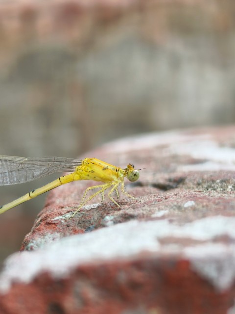 a yellow dragonfly sitting on top of a brick wall