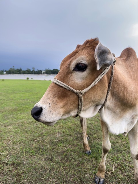 a brown cow standing on top of a lush green field epd1zHE