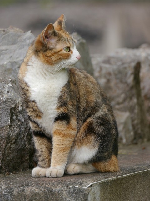 a cat is sitting on a stone ledge oJYgBvR73