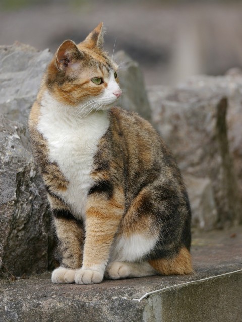 a cat is sitting on a stone ledge