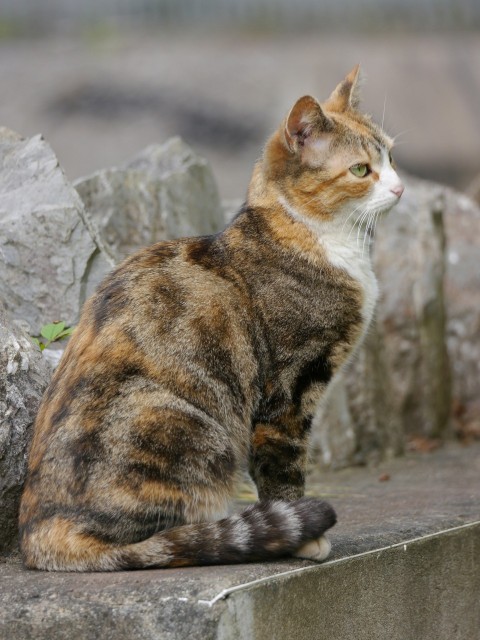 a cat is sitting on a stone ledge