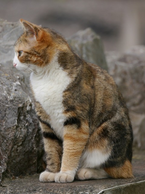 a cat sitting on the ground next to a rock