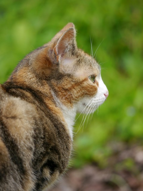 a close up of a cat with a blurry background