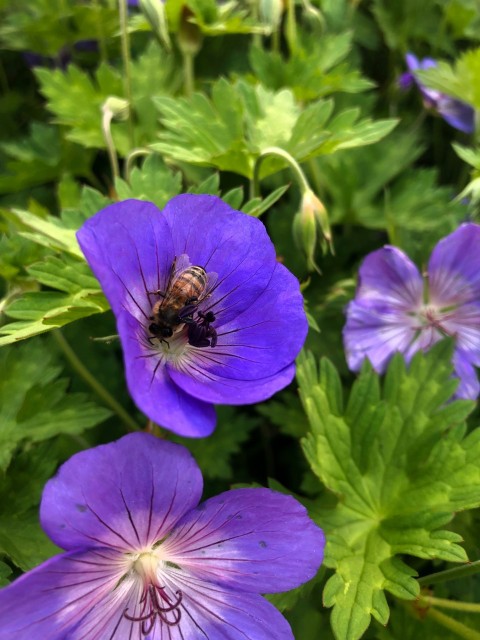 a bee is sitting on a purple flower