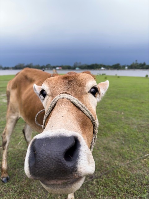 a brown cow standing on top of a lush green field